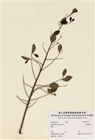 藏品(細葉饅頭果)的圖片